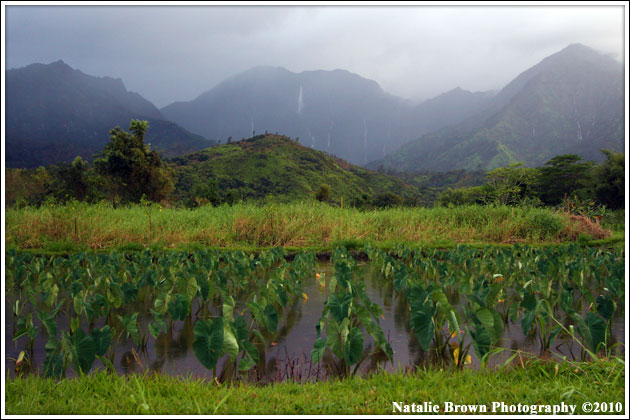 Taro Fields