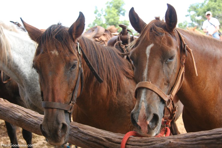 Lahaina stables