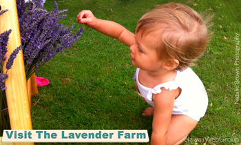 Visit The Lavender Farm