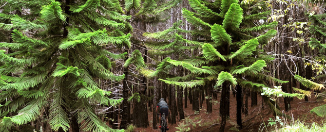 makawao forest biking