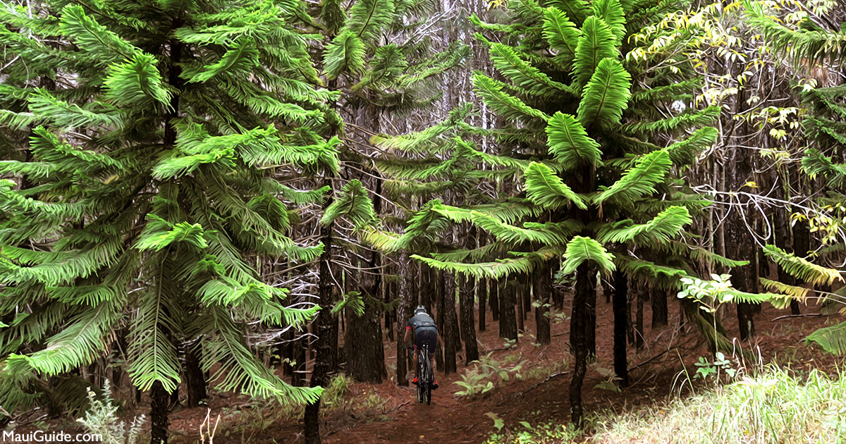 makawao forest biking