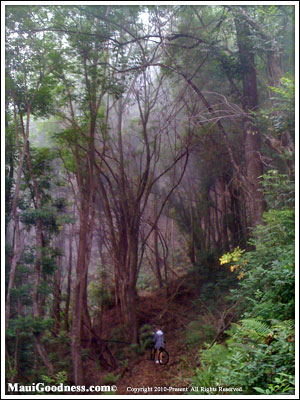 Makawao forest biking