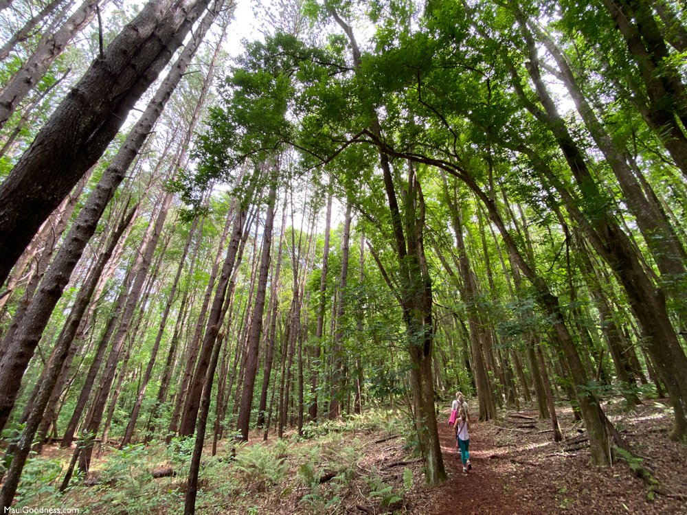 Makawao Forest hike