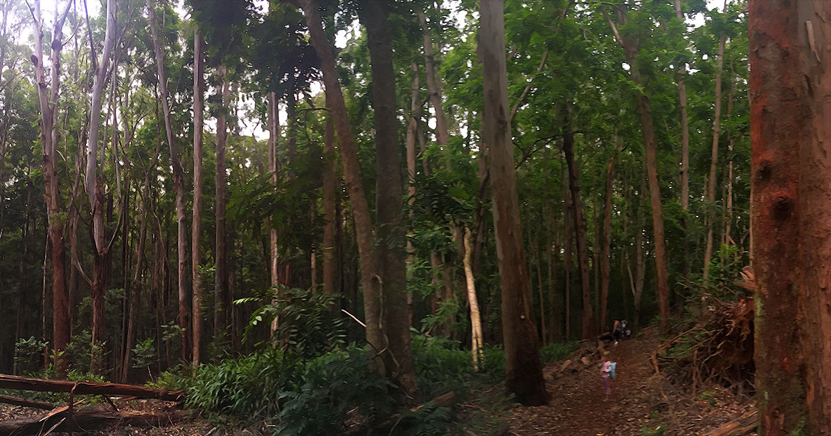 makawao forest reserve