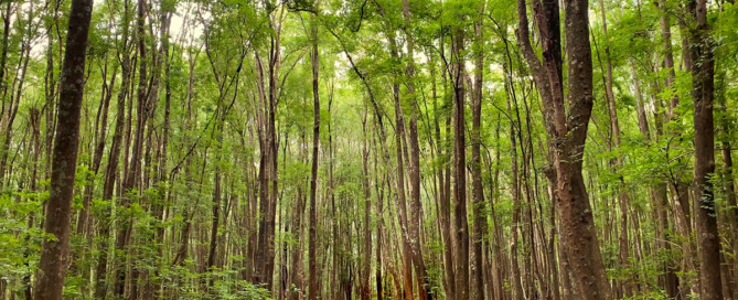 Makawao Forest Reserve