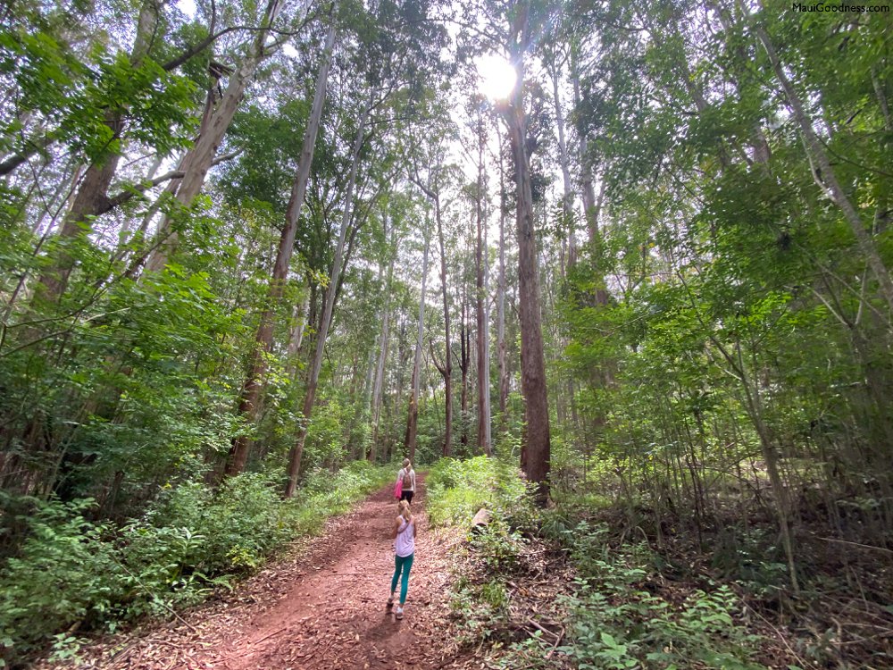 Makawao Forest Reserve Maui