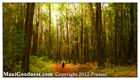 makawao forest reserve