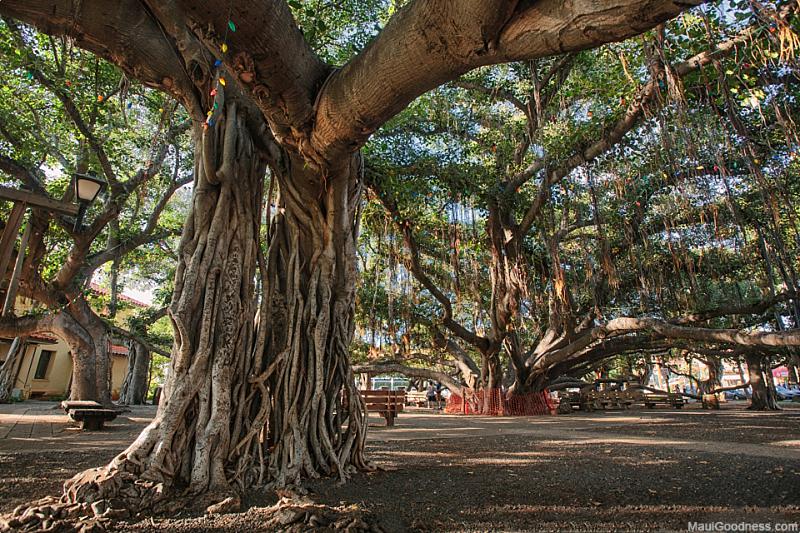 Maui Activities Banyan Tree