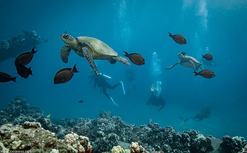 Maui Activities Scuba Diving