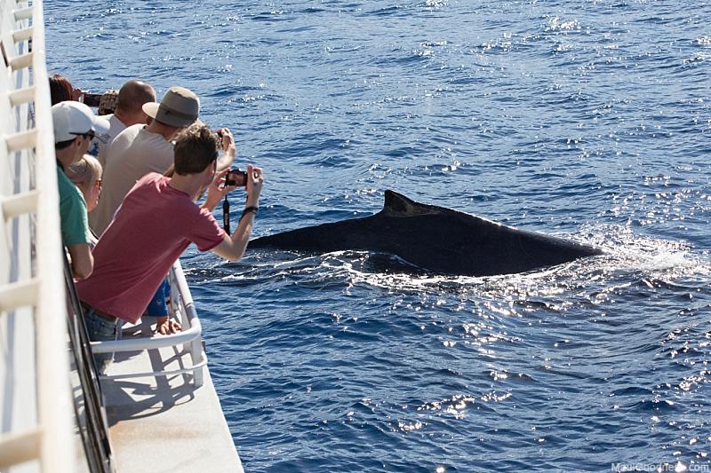 Maui Activities Whale Watch Tour