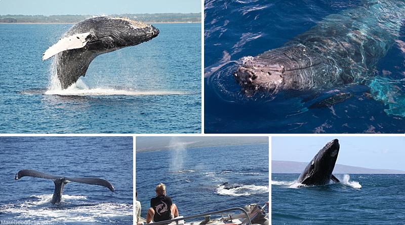 Maui Activities Whale Watching