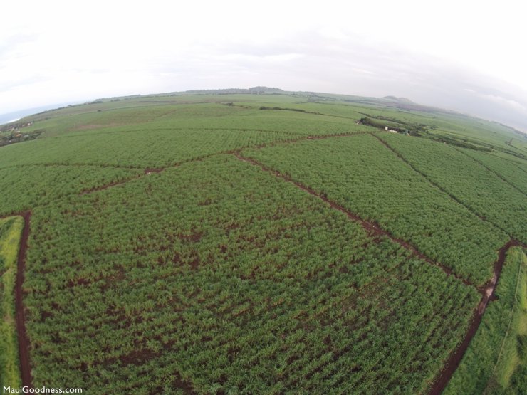 Maui agriculture