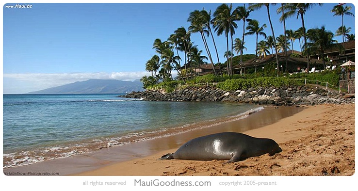 maui snorkeling beaches