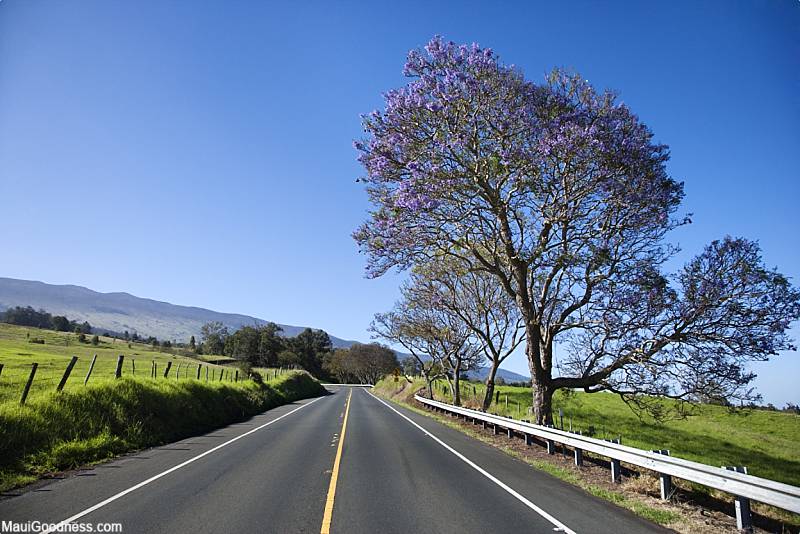 Maui Departure Day Jacaranda