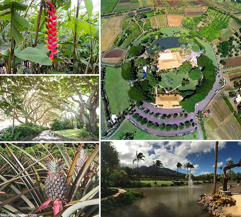 Maui Departure Day Tropical Plantation