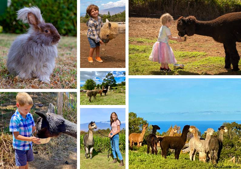 Maui farm kids