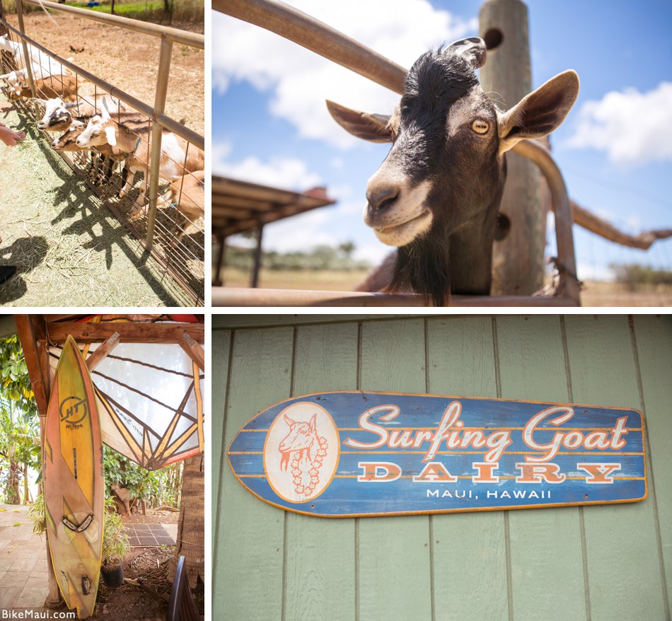 Maui goats