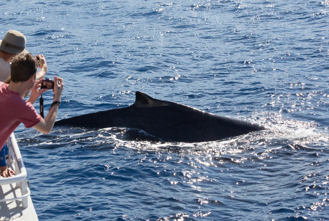 maui whales