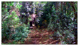 Maui mountain biking