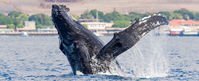 Maui Non Profit Whale Breach