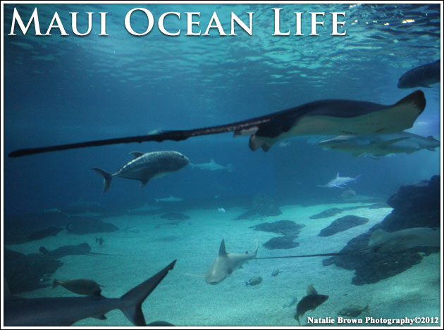 Maui Ocean Life