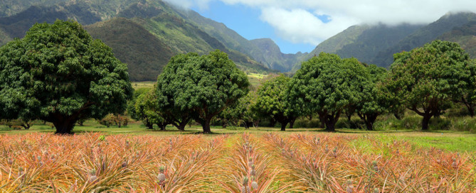 Maui Tropical Plantation