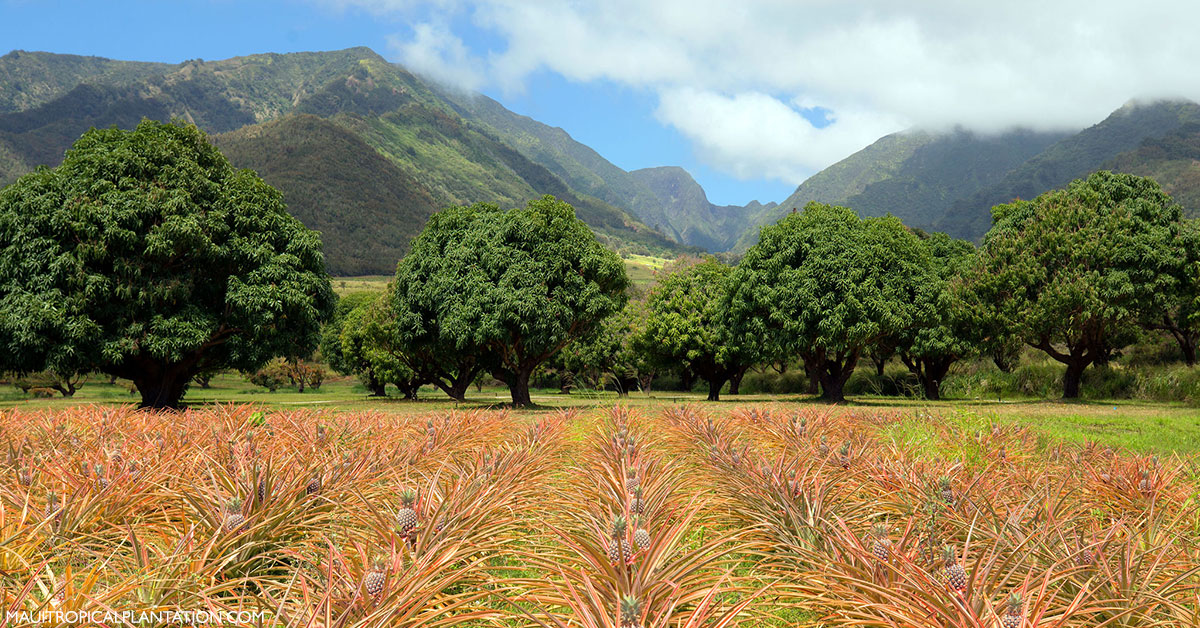 Maui Tropical Plantation