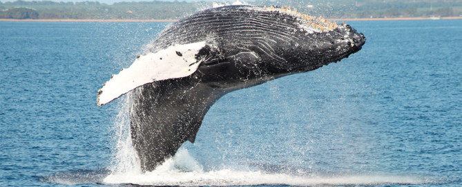 Maui Whale Facts Breach