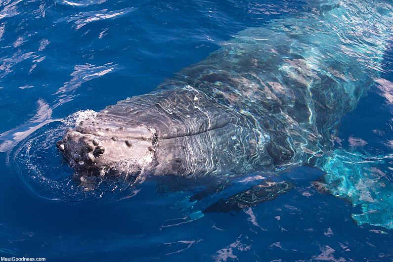 Maui Whale Facts Face