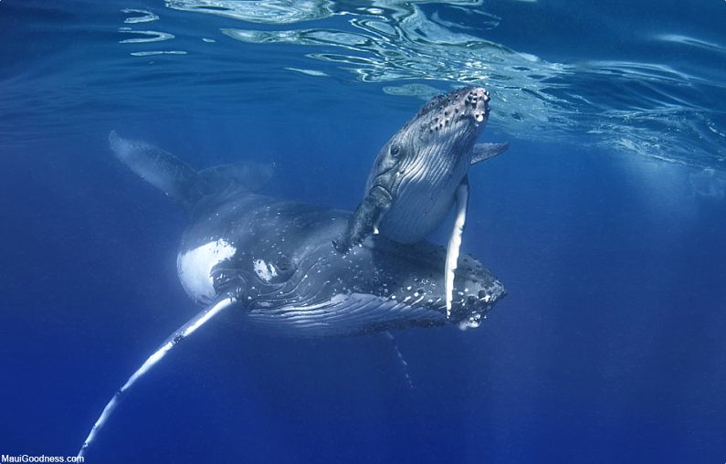 Maui Whale Facts Mother Calf