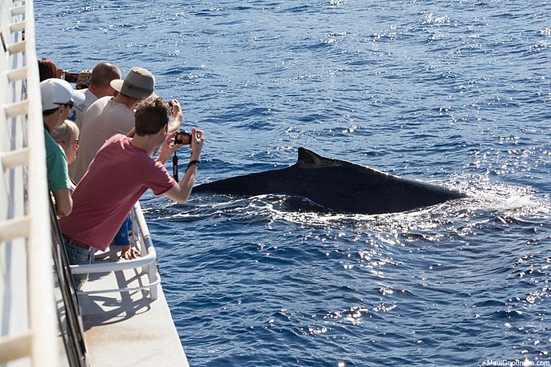 Maui Whale Facts Tour