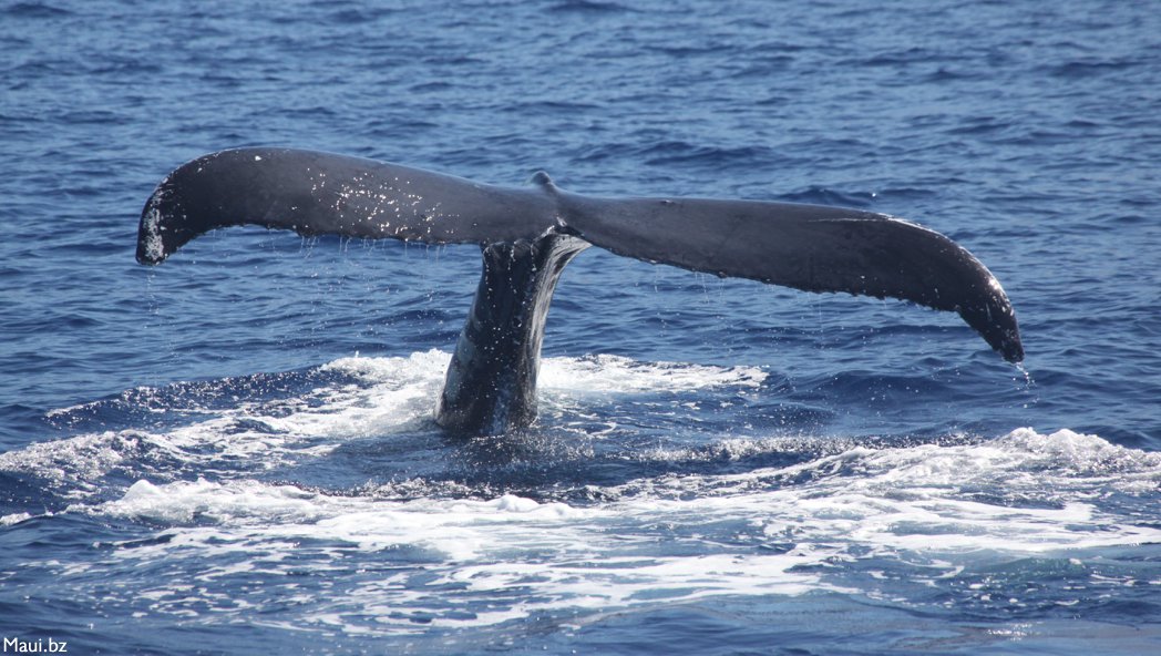 maui whale watches