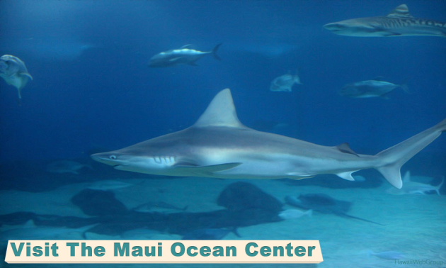 Visit The Maui Ocean Center