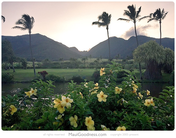 maui tropical plantation