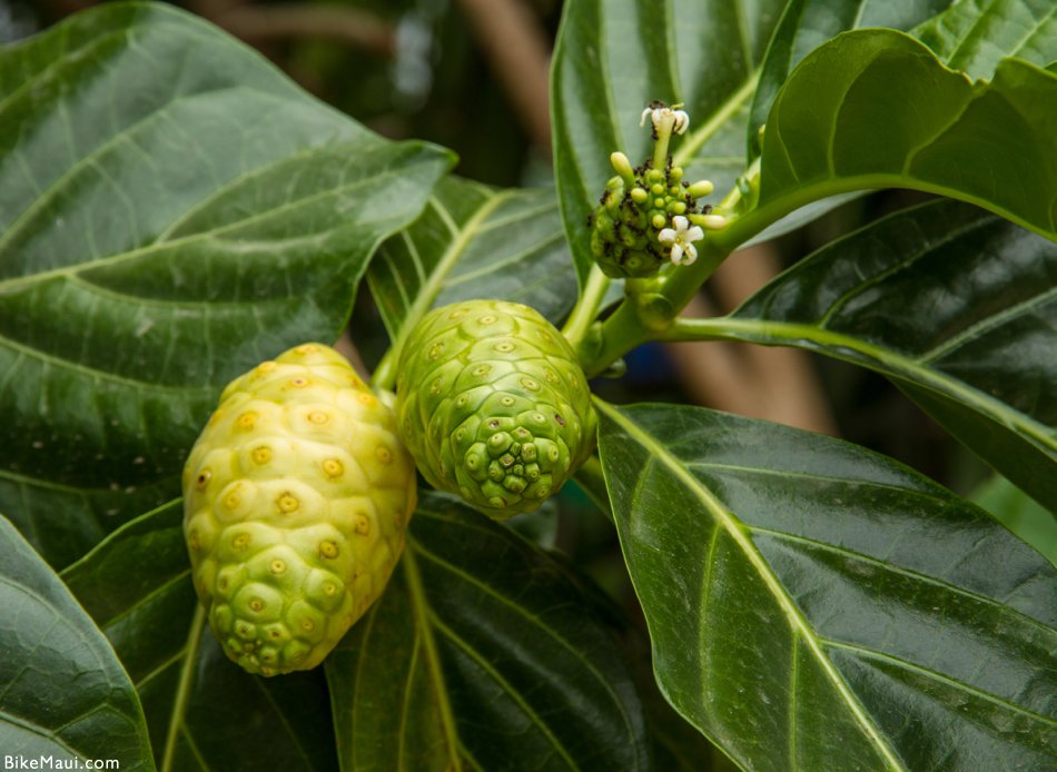 medicinal noni