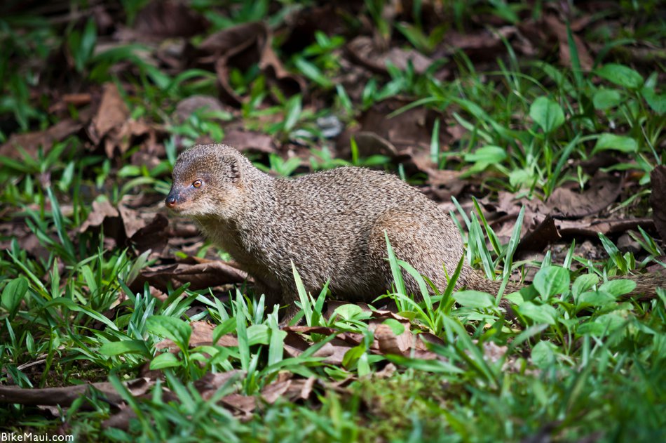 mongoose Hawaii