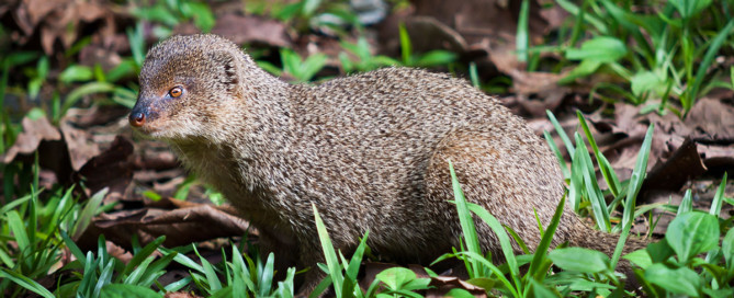 mongoose Maui