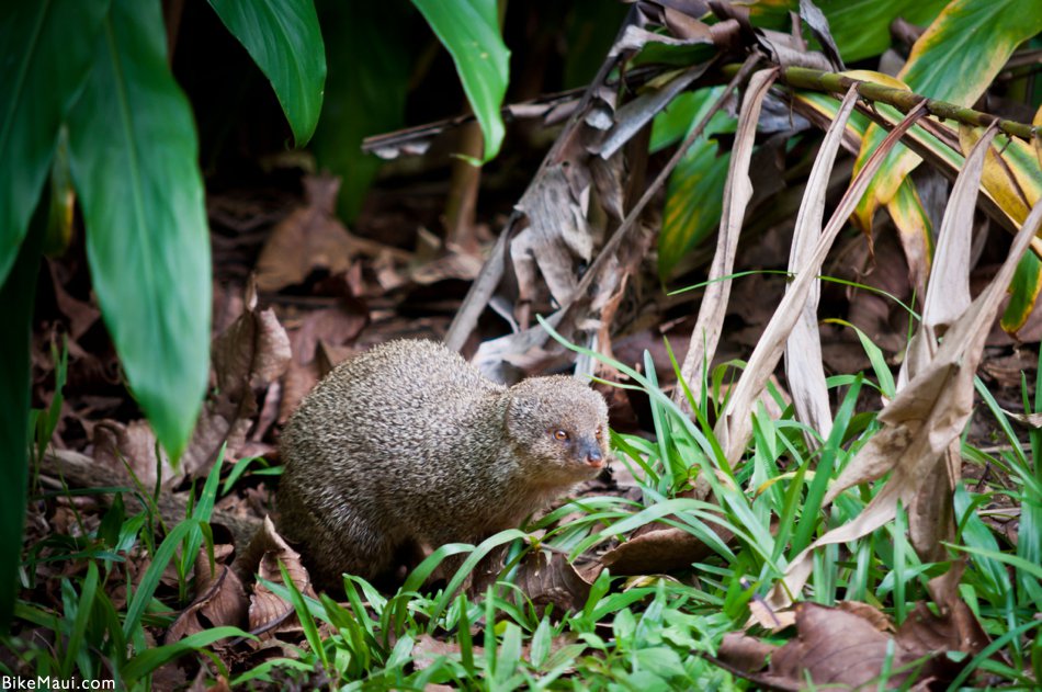 mongoose Maui Hawaii