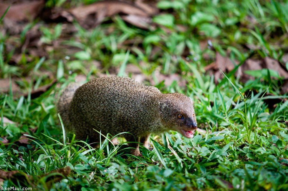 mongoose Maui