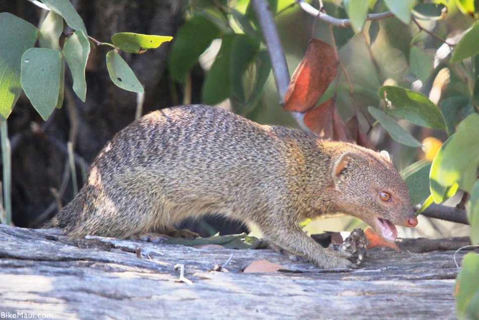 mongoose wild