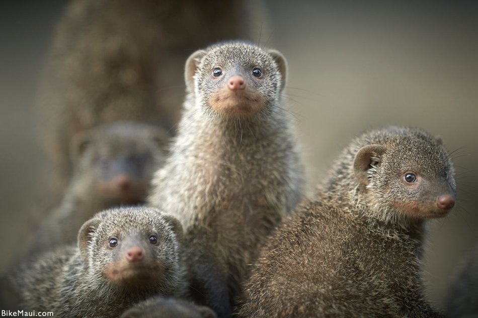 mongooses