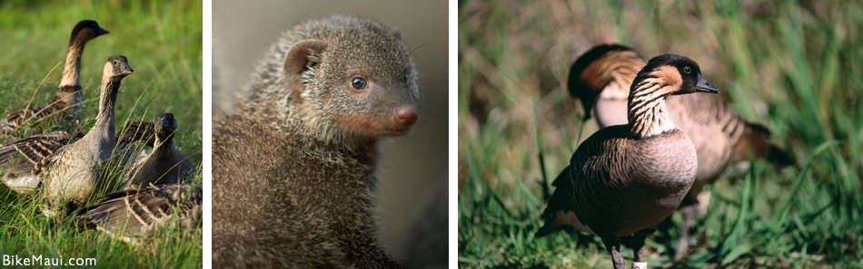 nene mongoose