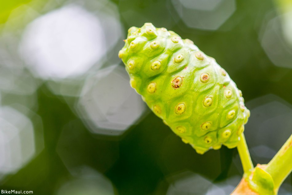 noni flower