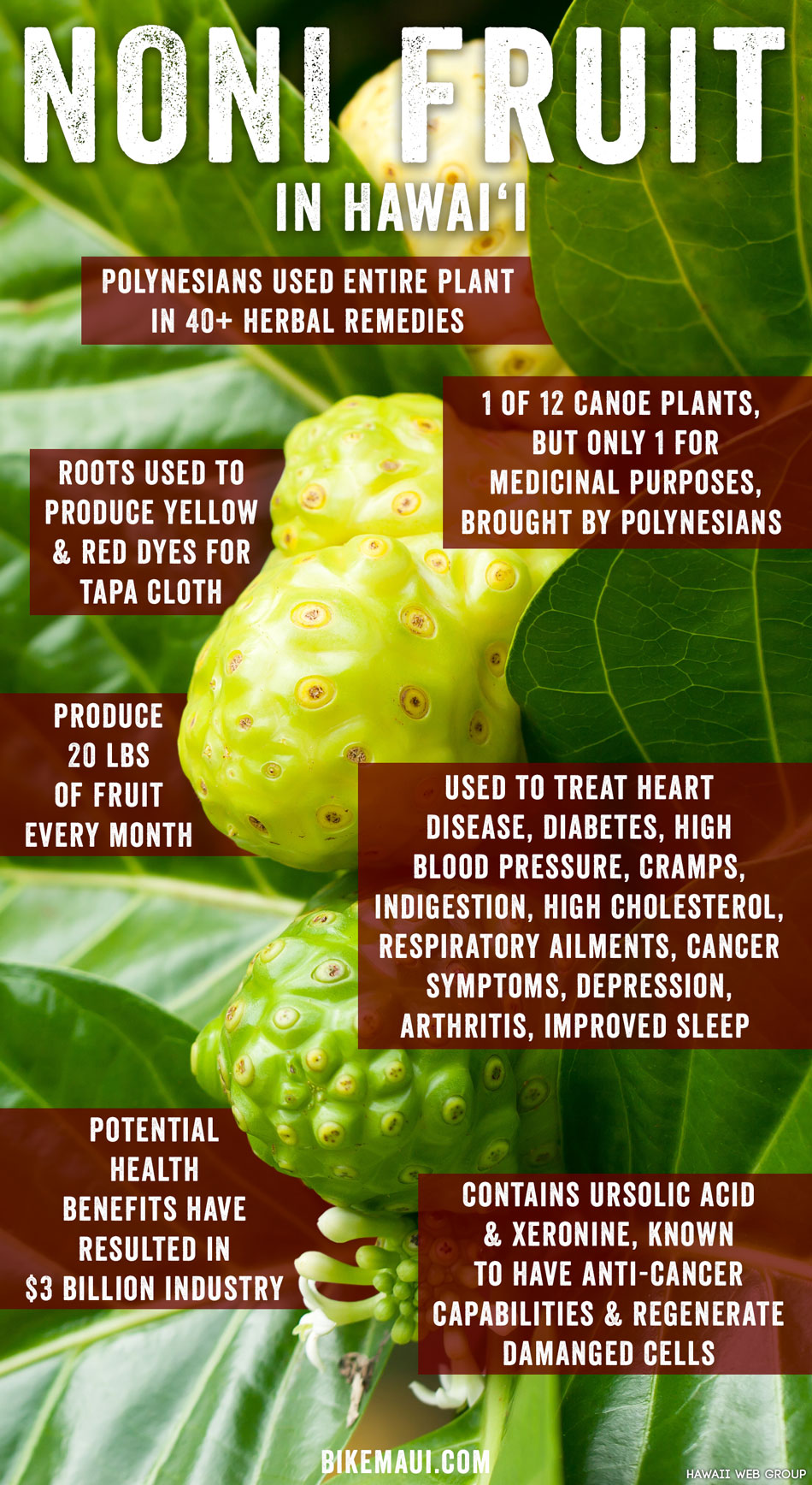 noni fruit infographic