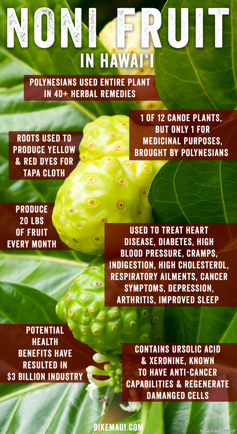 noni fruit research article pdf