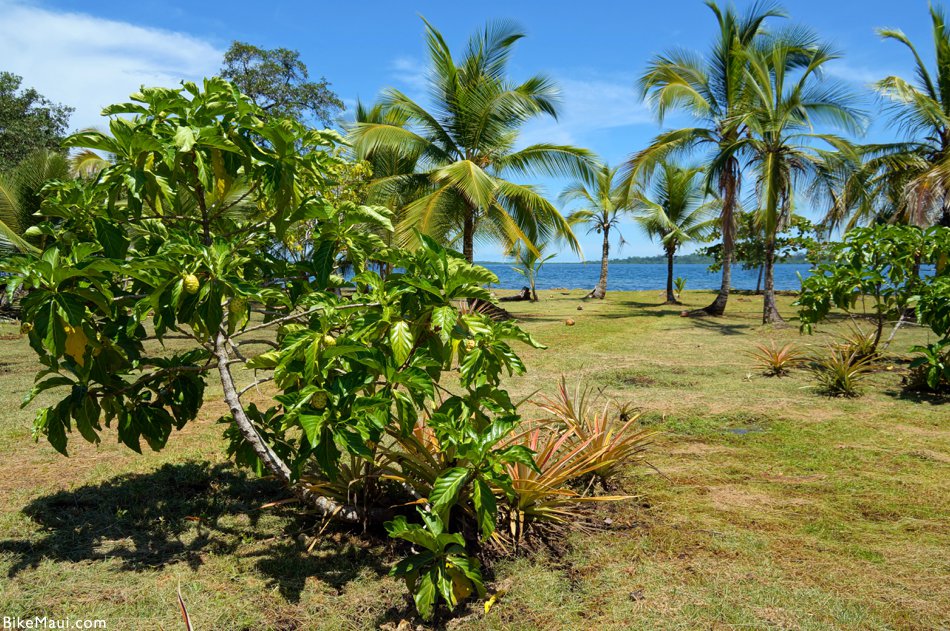 Noni Maui