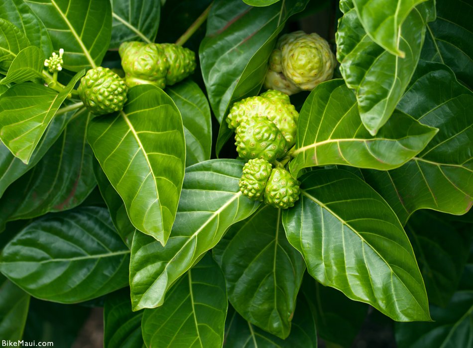 noni tree