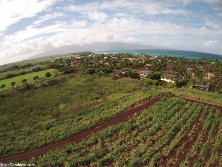 Paia sugarcane