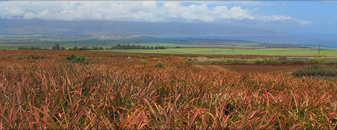 Pineapple Fields