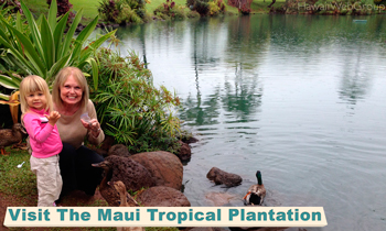Visit The Maui Tropical Plantation